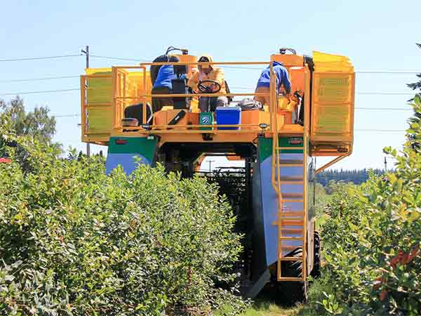 PLOEGER OXBO 7440 SELF-PROPELLED BLUEBERRY HARVESTER